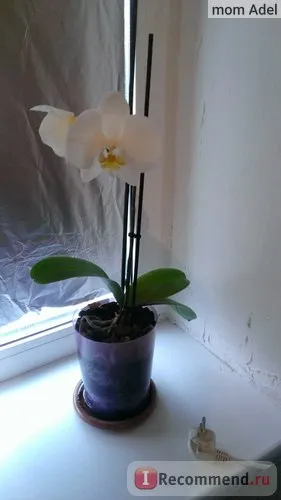 Orchid phalaenopsis - „hogyan növekszik orchideák gyökerek nélkül! Hogyan transzplantáció mind újraéleszteni lomha