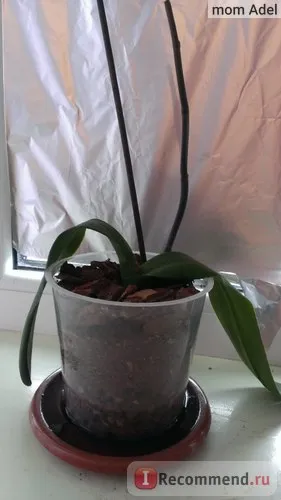 Orchid phalaenopsis - „hogyan növekszik orchideák gyökerek nélkül! Hogyan transzplantáció mind újraéleszteni lomha