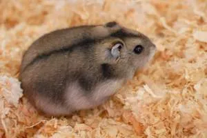 Caracteristici rasa hamsteri Campbell - cum de a alege animalul de companie drept
