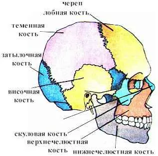 Caracteristici ale sistemului musculo-scheletice și funcții