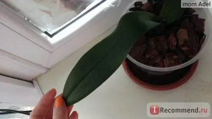 Orchid phalaenopsis - „hogyan növekszik orchideák gyökerek nélkül! Hogyan transzplantáció mind újraéleszteni lomha