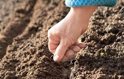 Toamna de lucru în grădină și grădină la cabana în curățarea toamna, pregătirea pentru plantare de iarnă, grădină în septembrie