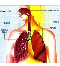 Burns a cailor respiratorii pulmonare, faringe, laringe