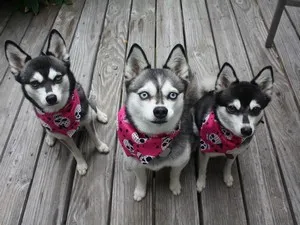 Comparați Husky