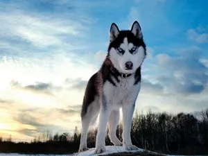 Comparați Husky