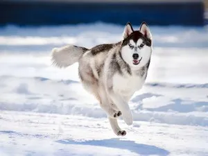 Comparați Husky