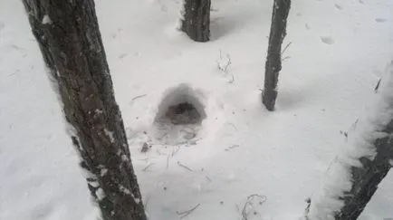 Vadászat a nyírfajd a csali ősszel és télen