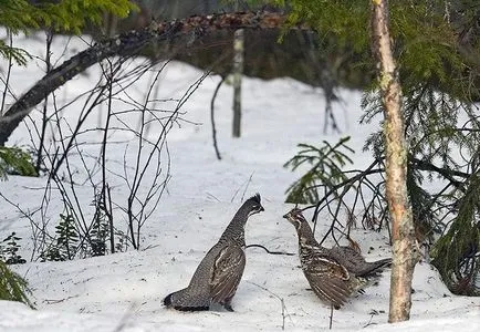 Vadászat nyírfajd tavasszal egy csali