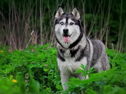 Hasonlítsuk össze a Huskies