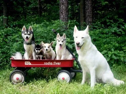 Comparați Husky