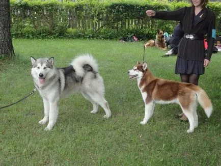 Hasonlítsuk össze a Huskies