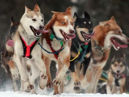 Hasonlítsuk össze a Huskies