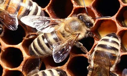 Bee pollen - hihetetlen előnyöket a férfiak