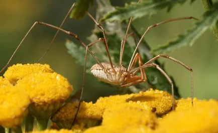 harvestman pók (kosinozhka)