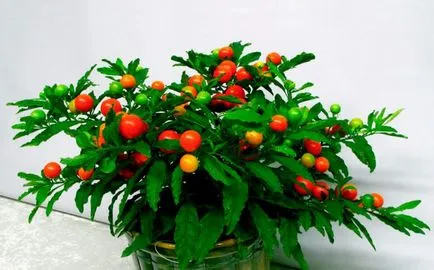 Nightshade (Solanum) camera - de îngrijire la domiciliu