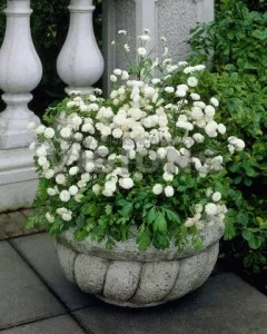 Tanacetum parthenium булка