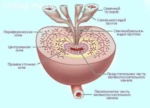 ulei de brad în tratamentul prostatitei - acțiune și rețete