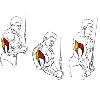 Ridicarea biceps mreana în picioare