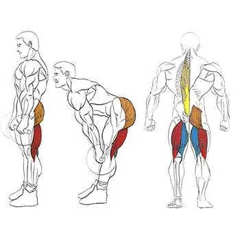 Ridicarea biceps mreana în picioare