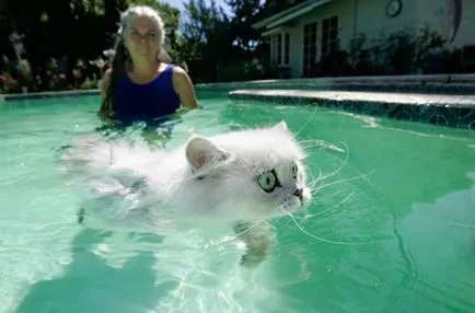 Защо котките се страхуват от водата моята малка уютен кът