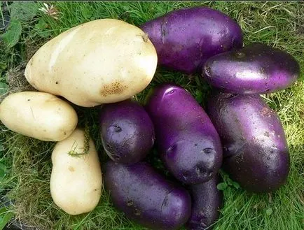 Защо картофи вътре все още суров, така и извън вече се разпадат