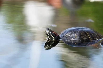 12 elképesztő tény, hogy elrejtse a teknős mellett a héj (8 fotó 4 gombafonalak)