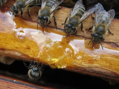 Fertilizarea în albine de primăvară de zahăr video de sirop