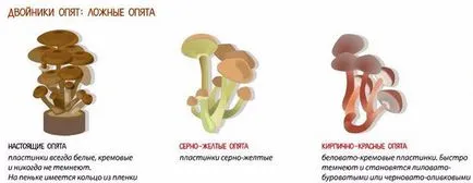 Proprietăți utile miere beneficii agaric și prejudicii de utilizarea de ciuperci populare