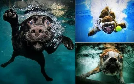 câini subacvatice