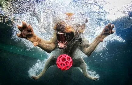 câini subacvatice