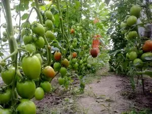 Tomate - fotografii Palenque și descrierea soiurilor hibride de tomate