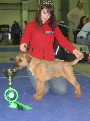 Rasa Dog Border Terrier poze, descriere rasa, vanatoare Boulder terier