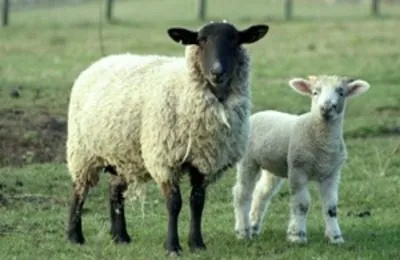 Fajtájú juhok és kecskék Merino, Kuibyshev és finom gyapjú típusú