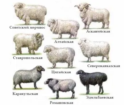 Fajtájú juhok és kecskék Merino, Kuibyshev és finom gyapjú típusú