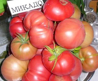 Tomate pentru regiunea Rostov - sol deschis