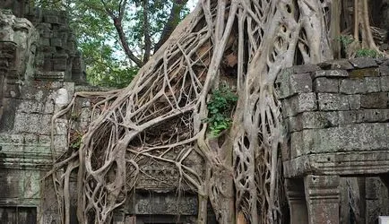 A nyomvonal - Lara Croft Ta Prohm - Angkor, felszívódik a dzsungelben