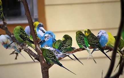 Comportamentul budgerigars - face sunete!