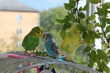 Comportamentul budgerigars - face sunete!