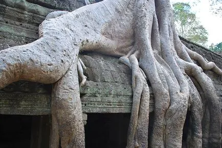 A nyomvonal - Lara Croft Ta Prohm - Angkor, felszívódik a dzsungelben