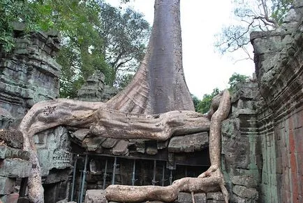 A nyomvonal - Lara Croft Ta Prohm - Angkor, felszívódik a dzsungelben