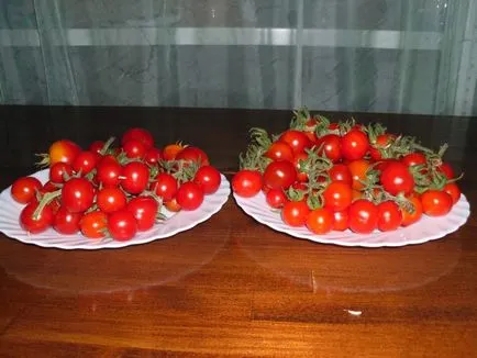 Tomate și sensiroom 2x-h - hidroponice - Publicații - Articole