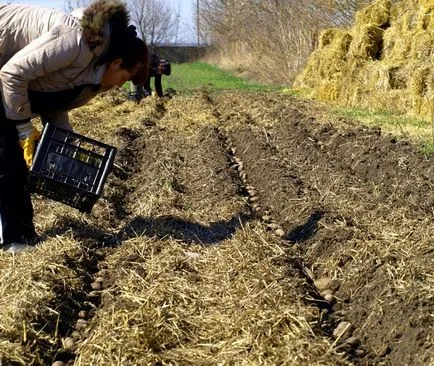 Plantarea cartofilor sub paie - recoltă excelent, fără complicații!