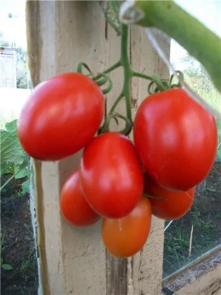 Tomate - fotografii Palenque și descrierea soiurilor hibride de tomate