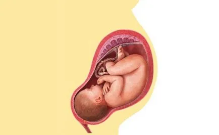 Poziția pe dreapta și greșită a fătului în uter și cum să determine ce să facă în continuare