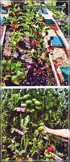 Прости начини да растат домати без Phytophthora