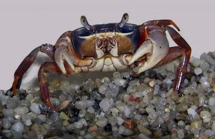 Rainbow crab