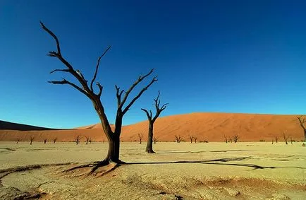 Deșertul Namib în Africa - deșert cețuri fotografie, plante, de ce sa format și ceea ce a cauzat