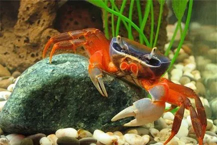 Rainbow crab - condițiile de detenție, foto, video