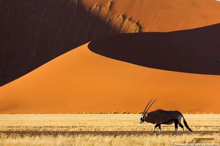 Namíb-sivatag Afrikában - sivatagi párásodik képek, növények, miért alakult, és mi okozta