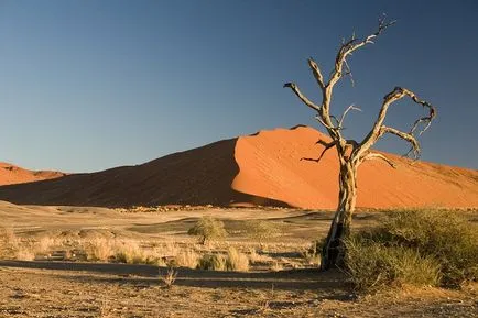 Namíb-sivatag Afrikában - sivatagi párásodik képek, növények, miért alakult, és mi okozta